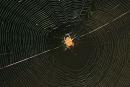 06-7641 Orb Web Spider (Araneus diadematus)